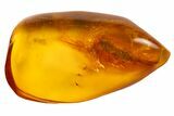 Fossil Bristletail (Archaeognatha) In Baltic Amber #142194-1